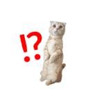 ぽんたんぷ（個別スタンプ：2）