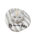 ぽんたんぷ（個別スタンプ：6）