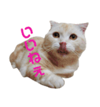 ぽんたんぷ（個別スタンプ：9）