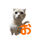 ぽんたんぷ（個別スタンプ：10）