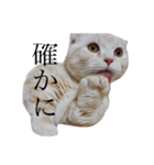 ぽんたんぷ（個別スタンプ：12）