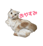 ぽんたんぷ（個別スタンプ：17）