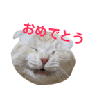 ぽんたんぷ（個別スタンプ：22）