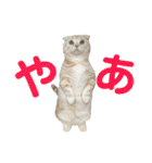ぽんたんぷ（個別スタンプ：23）