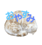 ぽんたんぷ（個別スタンプ：26）