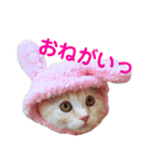 ぽんたんぷ（個別スタンプ：27）