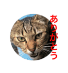 猫たち。日常会話編（個別スタンプ：9）