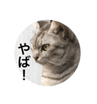 猫たち。日常会話編（個別スタンプ：24）