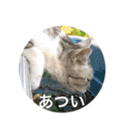 猫たち。日常会話編（個別スタンプ：34）