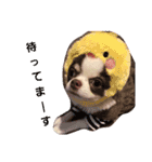 チワワのだんご（個別スタンプ：1）
