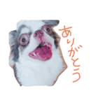 チワワのだんご（個別スタンプ：3）