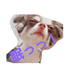 チワワのだんご（個別スタンプ：6）