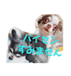 チワワのだんご（個別スタンプ：7）