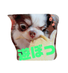 チワワのだんご（個別スタンプ：8）