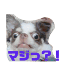 チワワのだんご（個別スタンプ：12）