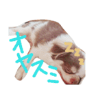 チワワのだんご（個別スタンプ：14）