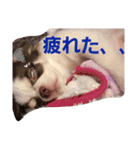 チワワのだんご（個別スタンプ：15）