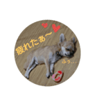 チワワのラズくん2（個別スタンプ：2）