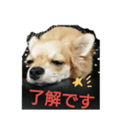 チワワのラズくん2（個別スタンプ：3）
