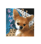 チワワのラズくん2（個別スタンプ：5）