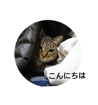 猫屋敷 わさりりあん～～①（個別スタンプ：2）