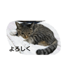 猫屋敷 わさりりあん～～①（個別スタンプ：4）