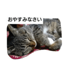 猫屋敷 わさりりあん～～①（個別スタンプ：5）