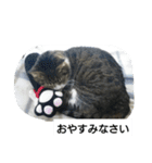 猫屋敷 わさりりあん～～①（個別スタンプ：6）