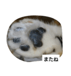 猫屋敷 わさりりあん～～①（個別スタンプ：7）