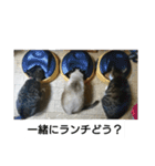 猫屋敷 わさりりあん～～①（個別スタンプ：10）