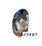猫屋敷 わさりりあん～～①（個別スタンプ：11）