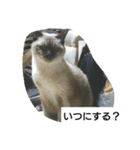 猫屋敷 わさりりあん～～①（個別スタンプ：12）