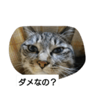 猫屋敷 わさりりあん～～①（個別スタンプ：15）
