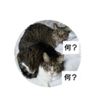 猫屋敷 わさりりあん～～①（個別スタンプ：16）