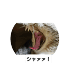 猫屋敷 わさりりあん～～①（個別スタンプ：18）