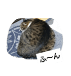 猫屋敷 わさりりあん～～①（個別スタンプ：19）