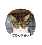 猫屋敷 わさりりあん～～①（個別スタンプ：21）