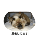 猫屋敷 わさりりあん～～①（個別スタンプ：22）