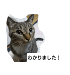 猫屋敷 わさりりあん～～①（個別スタンプ：24）