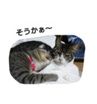 猫屋敷 わさりりあん～～①（個別スタンプ：25）