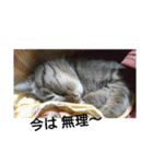猫屋敷 わさりりあん～～①（個別スタンプ：26）