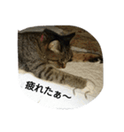 猫屋敷 わさりりあん～～①（個別スタンプ：28）