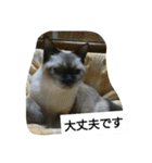 猫屋敷 わさりりあん～～①（個別スタンプ：29）