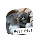 猫屋敷 わさりりあん～～①（個別スタンプ：30）