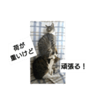 猫屋敷 わさりりあん～～①（個別スタンプ：31）