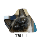 猫屋敷 わさりりあん～～①（個別スタンプ：33）