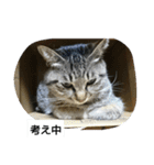 猫屋敷 わさりりあん～～①（個別スタンプ：34）