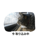 猫屋敷 わさりりあん～～①（個別スタンプ：35）