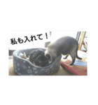 猫屋敷 わさりりあん～～①（個別スタンプ：36）