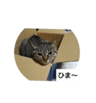 猫屋敷 わさりりあん～～①（個別スタンプ：37）